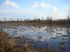 Polissia bog