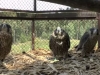 Молоді сапсани у вольєрі перед випуском, Польща (скріншот з відео https://www.youtube.com/watch?v=giO4r5ckdAM)