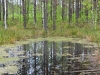 В лесных участках болота были почти везде