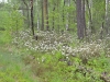 …а в лесах массово цвел багульник