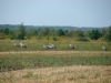 Журавли на кормежке