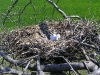 A nest of Long-legged Buzzard with a clutch
