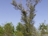 Гнездо курганника