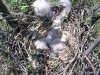 Downy chicks just hatched