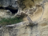 Male of the Saker at the empty nest