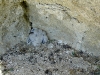The nest with the Saker chick (20 days old)