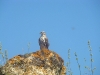 From a distance of 20 m