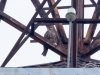 Балобан на присаде, по-видимому, пользуется хорошим обзором для поиска добычи