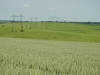 Потенційні місця гніздування балабана