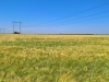 Гніздові біотопи українських балабанів