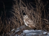 Сова болотяна. Фото А. Сімон
