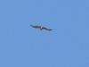 A pair of Short-toed Eagles