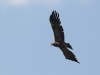 The Lesser Spotted Eagle