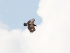 The Lesser Spotted Eagle