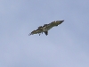 The hunting Short-toed Eagle, frequently the bird’s legs are hanging down at this moment
