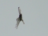 The Short-toed Eagle is swinging around