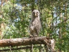 В очікуванні корму