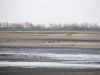 A group of White-tailed Eagles