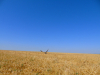 Самка лугового луня слетает с гнезда на поле у с. Волчанское