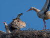 Білоголовий сип у гнізді білих лелек у с. Зазімʼя 18.06.2024. Фото: Олександра Осипова