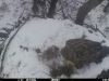 Орлан-білохвіст з матеріалом для гнізда