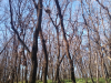 Гніздо канюка звичайного