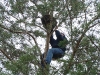 Fixing the basket in a fork of the tree 