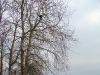 Placing the nest
