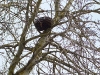 The nest installed on the aspen is promising to be nested with falcons