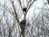 Just fixed the nest and are slowly climbing down 
