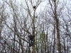 Fixed in the tree-top – invitation for a small falcon