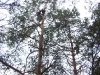Pine-tree areas of the forest are readily nested with the Long-eared Owl and Hobby Falcon