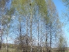 This artificial nest in a group of birches must be attractive for the Kestrel