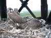 Chicks ‘Gagarin’ and ‘Irina’ in the nest