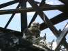 Chick ‘Tarkhankut’ in the nest