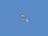Flying Buzzard