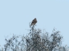 Buzzard