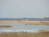 Adult White-tailed Eagle