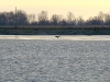 Landing White-tailed Eagle
