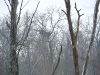 A nest of White-tailed Eagle