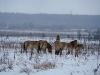 Przewalski’s horses