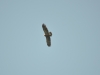 Lesser Spotted Eagle