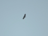 Female of the Spotted Eagle