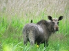 Starling aids the elk female to get rid of annoying insects