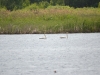 Chernobyl zone is the only breeding place of the Whooper Swan in Ukraine