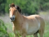 This male injured his ear struggling for leadership in his herd 