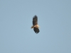 Good to scratch itself in flight