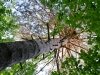 White-tailed Eagle’s nest at the height of 25 m
