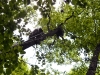 Ascending to the Buzzard’s nest