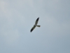 Male of Montagu’s Harrier